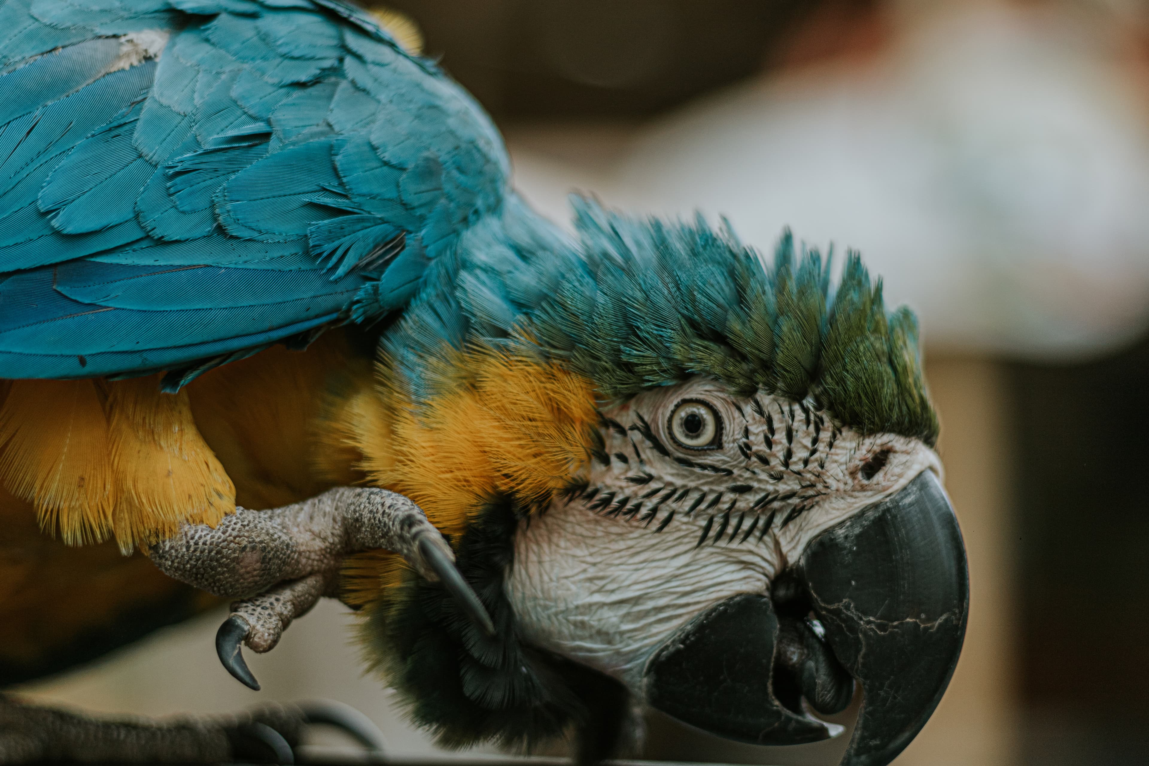 Close-up of Blue and Yellow Macaw Parrot