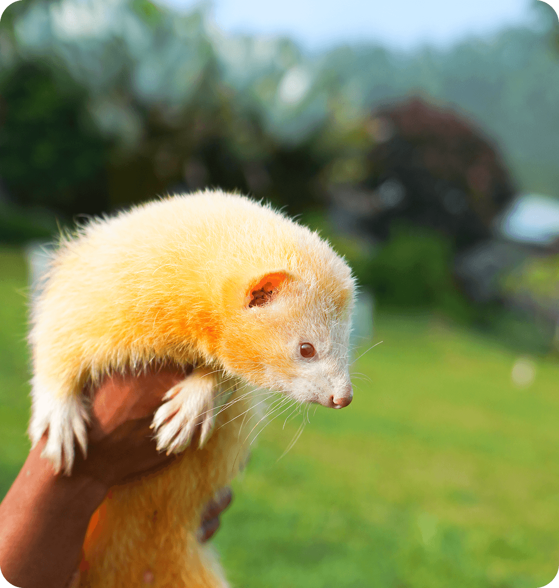 Interactive Animal Experiences