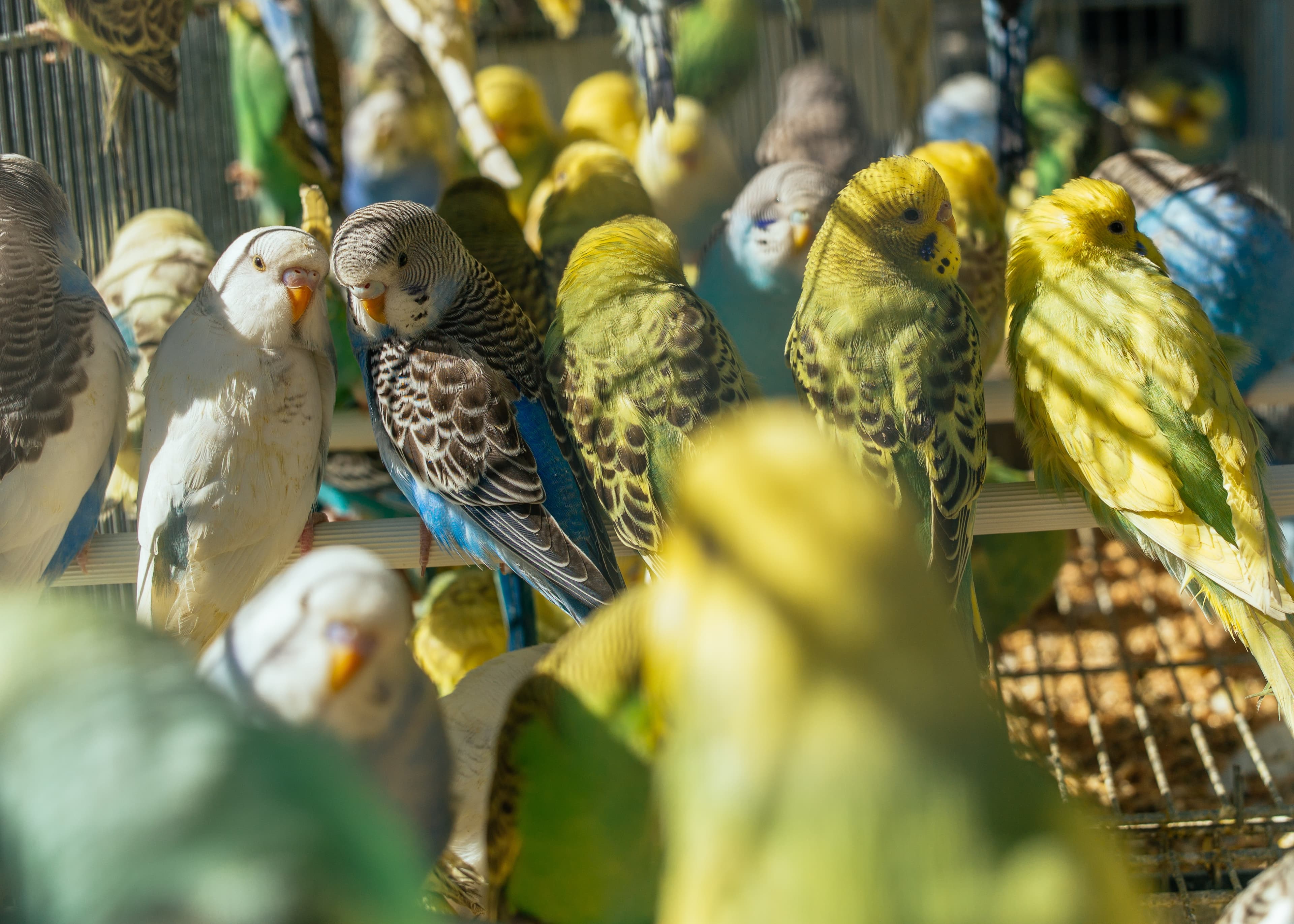 Exotic Pets & Birds Experience