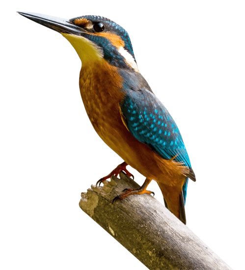 Kingfisher Bird
