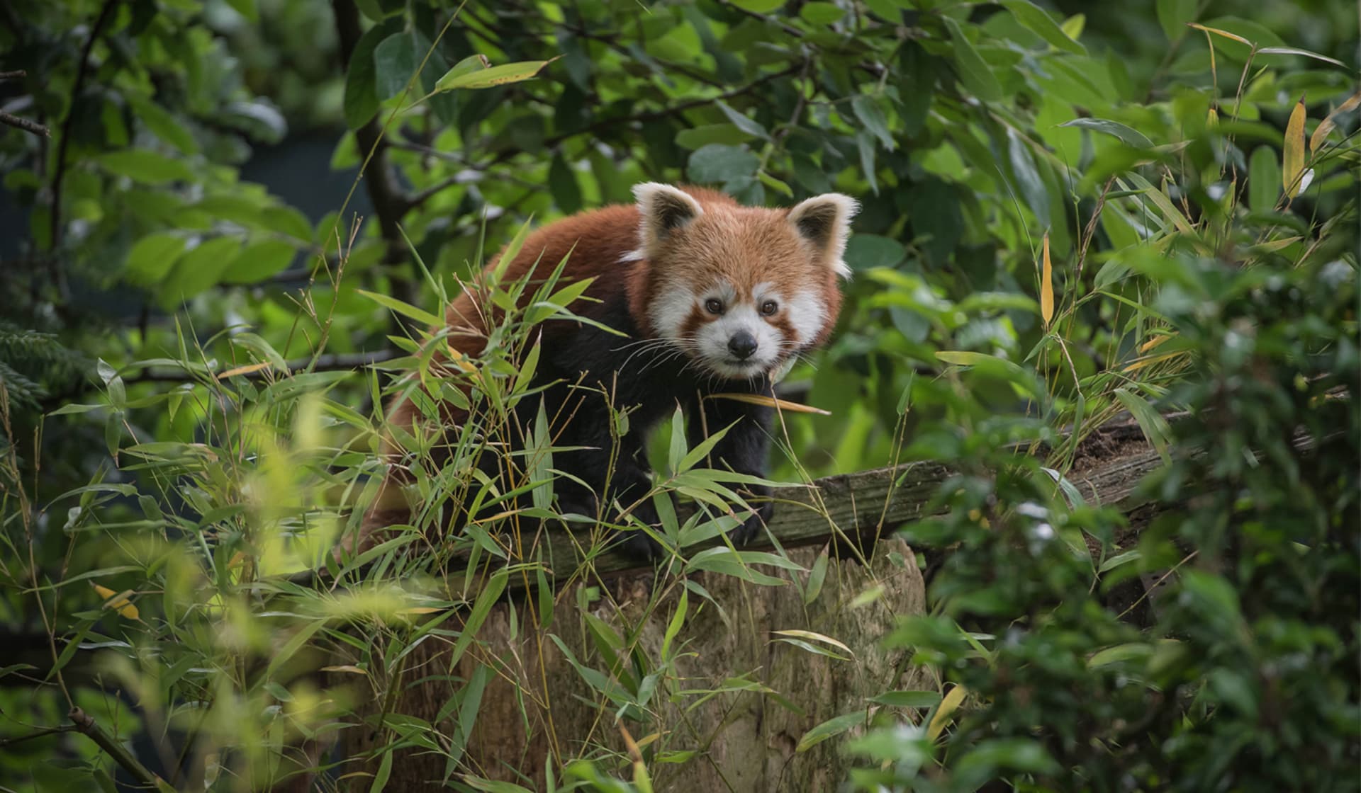 Plan Your Visit - Red Panda