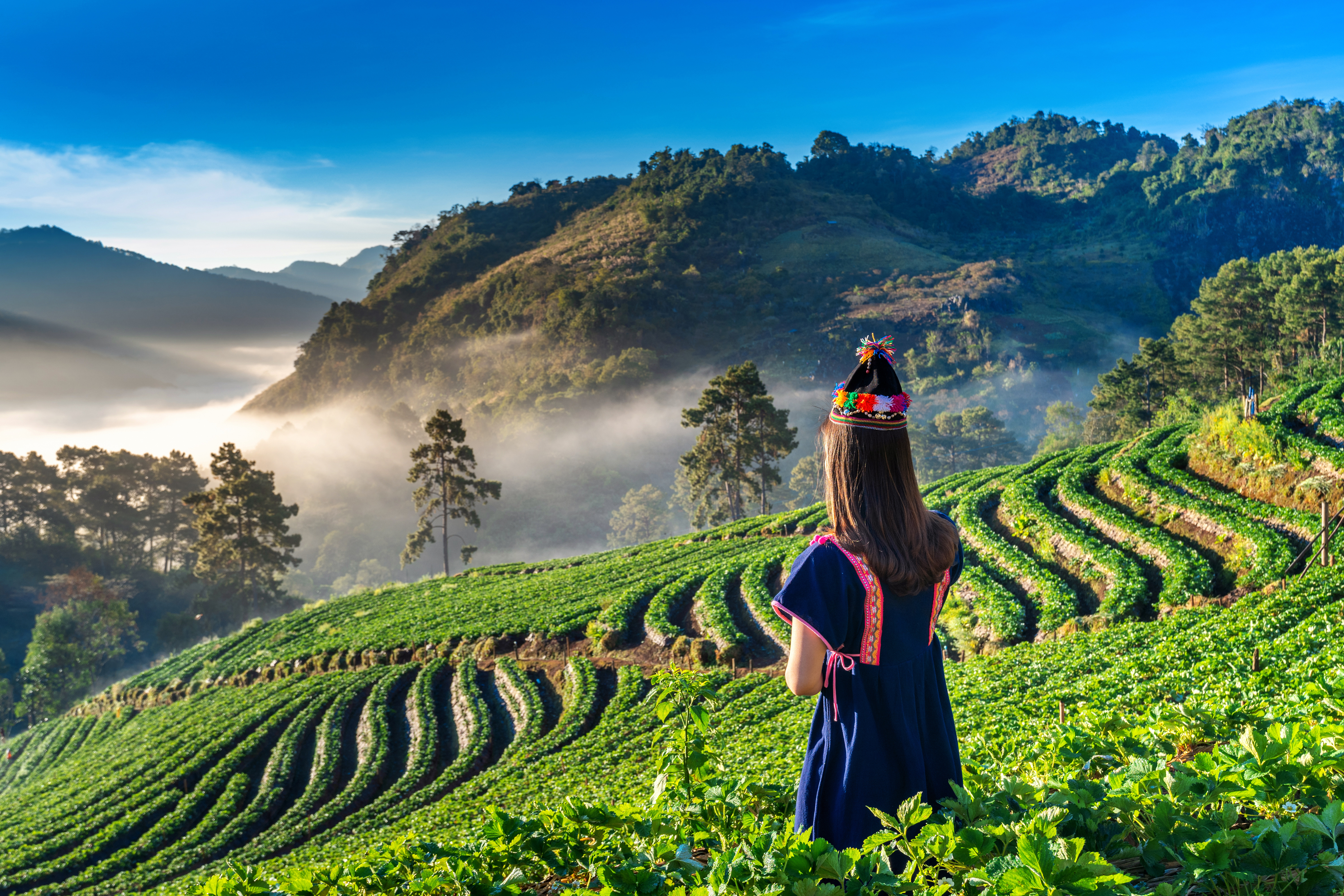 Munnar beautiful tea plantations landscape view