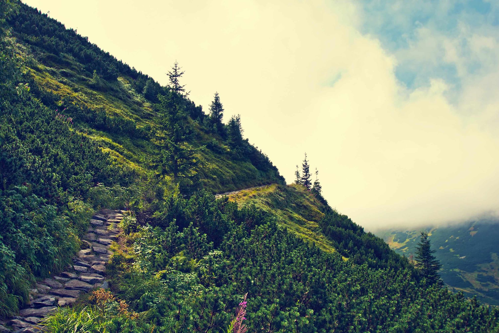 10 Best Munnar Places to Visit: The Ultimate Guide for Families & Weekend Travelers