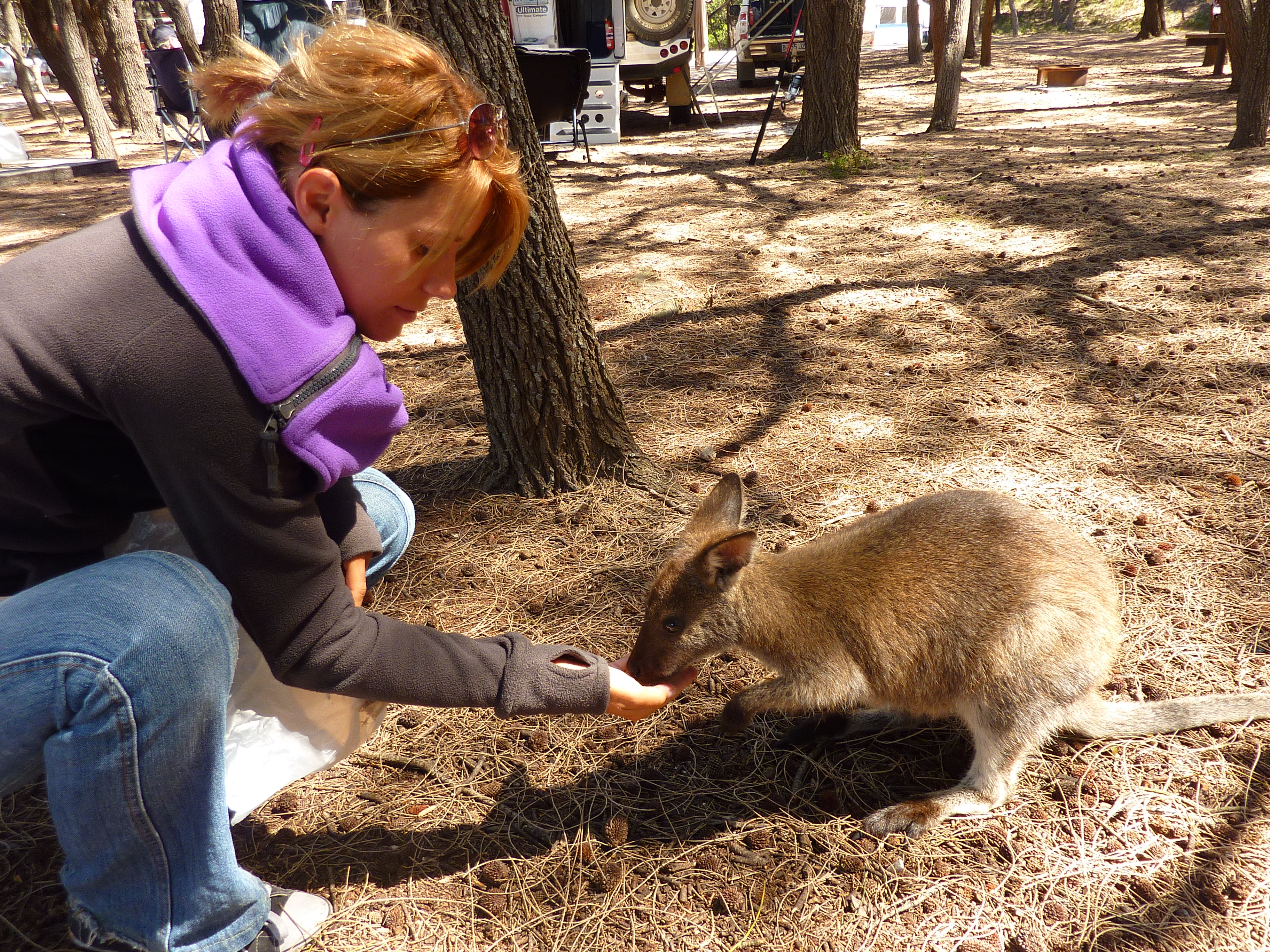 Woman feeding wallaby
