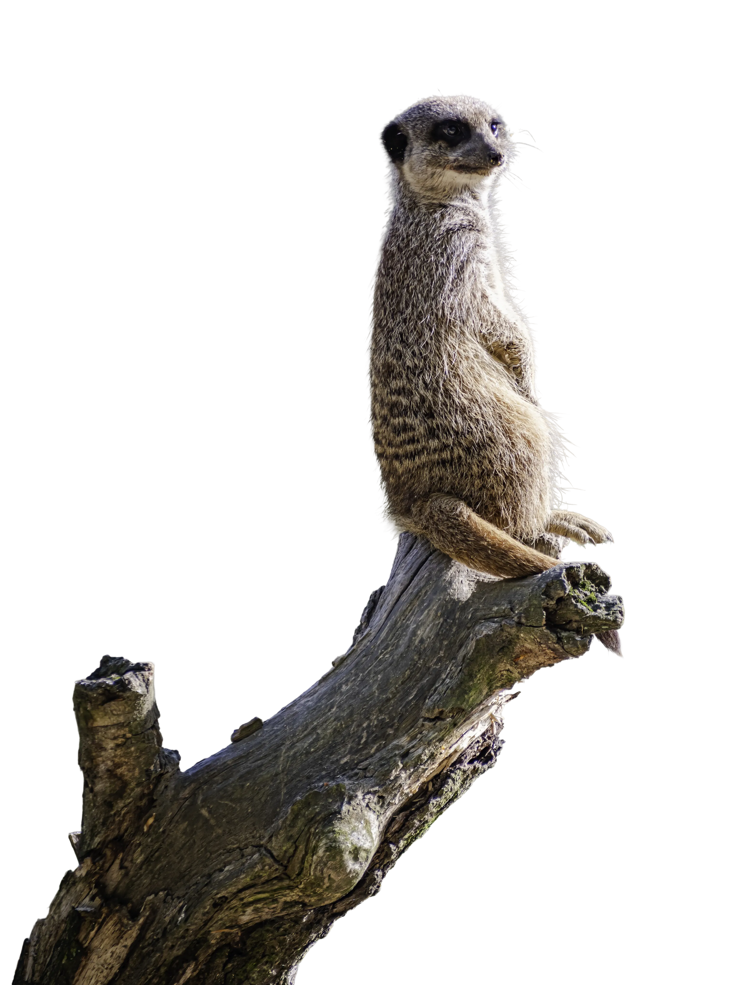 Squirrel decoration