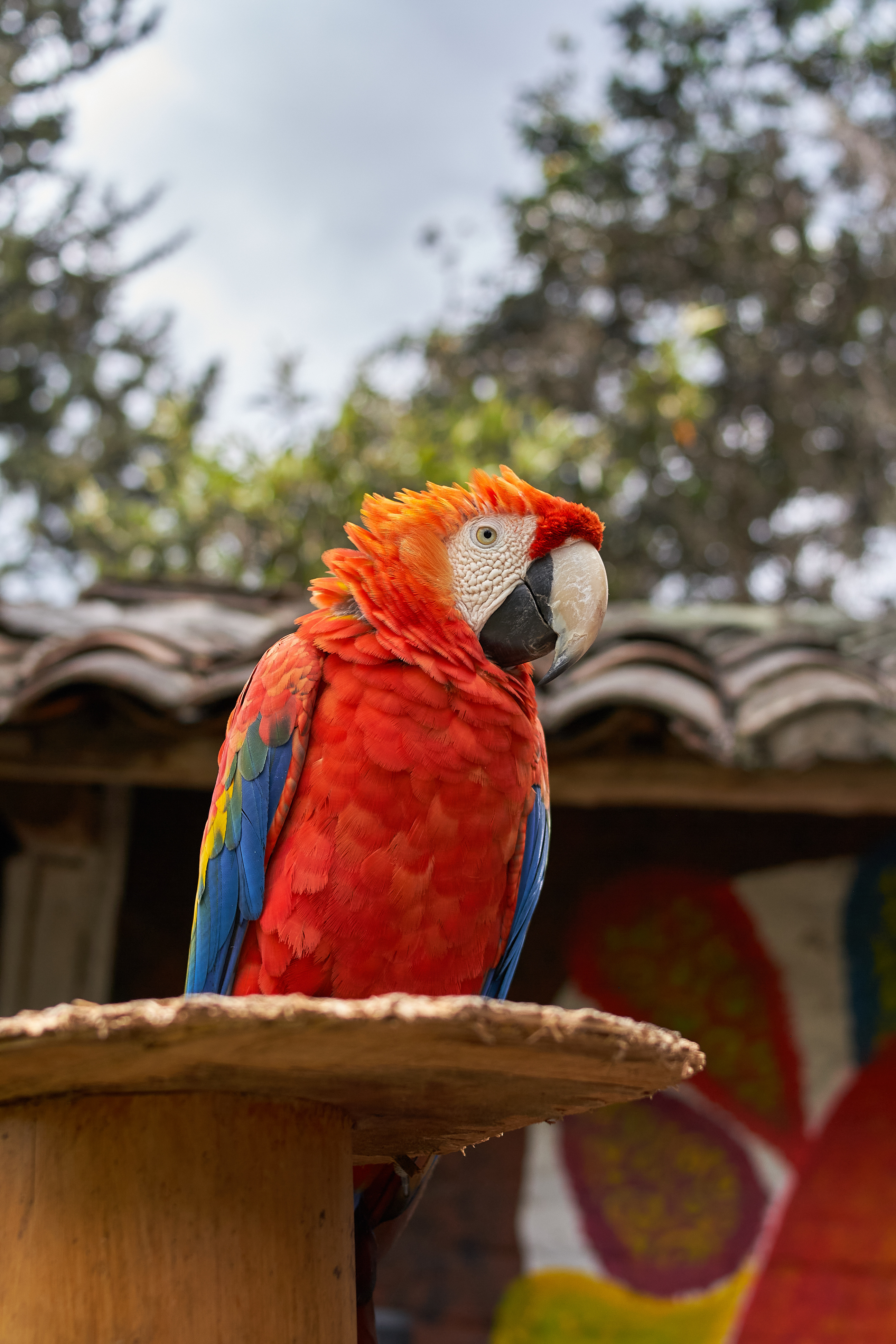 Colorful macaw parrot at Flora & Fauna