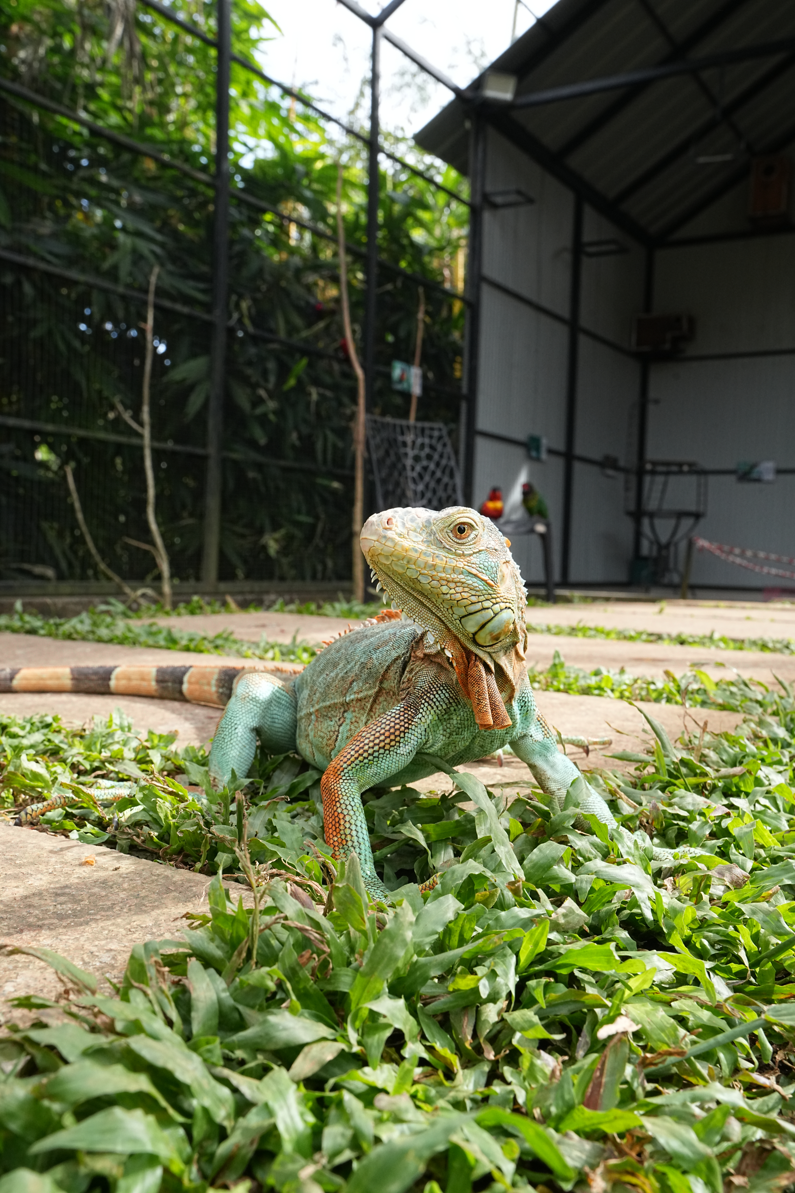 Green iguana at Flora & Fauna