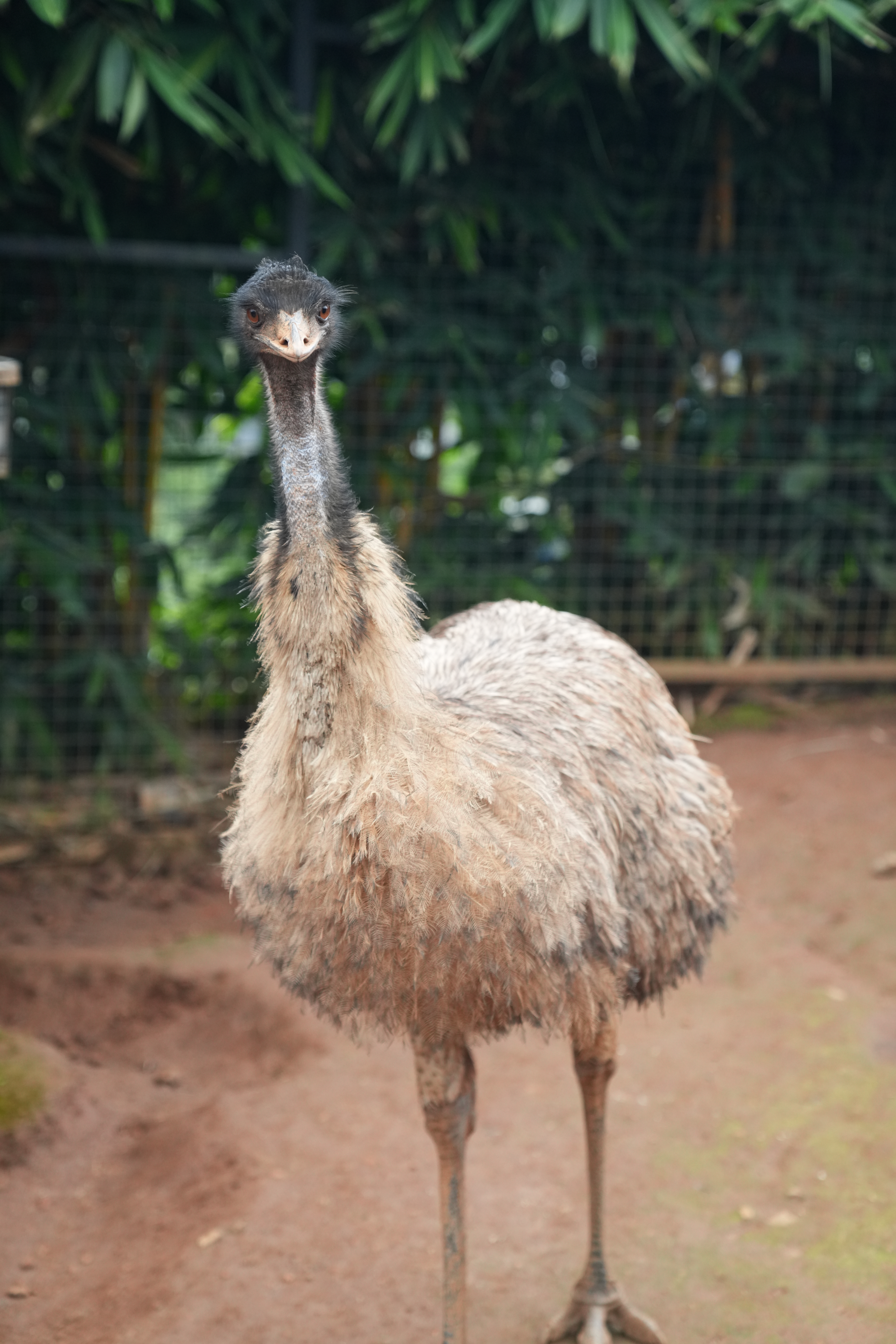 Emu at Flora & Fauna