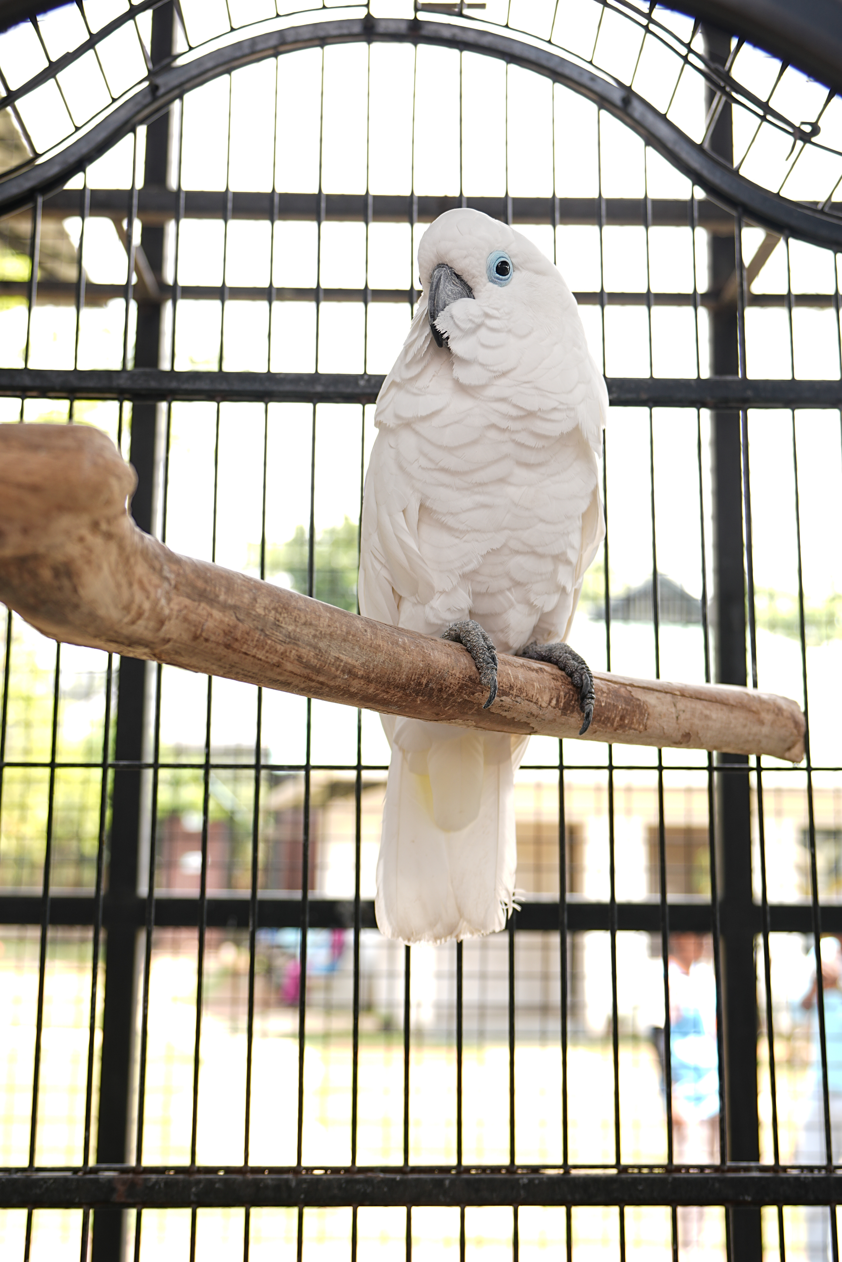 Cockatoo at Flora & Fauna