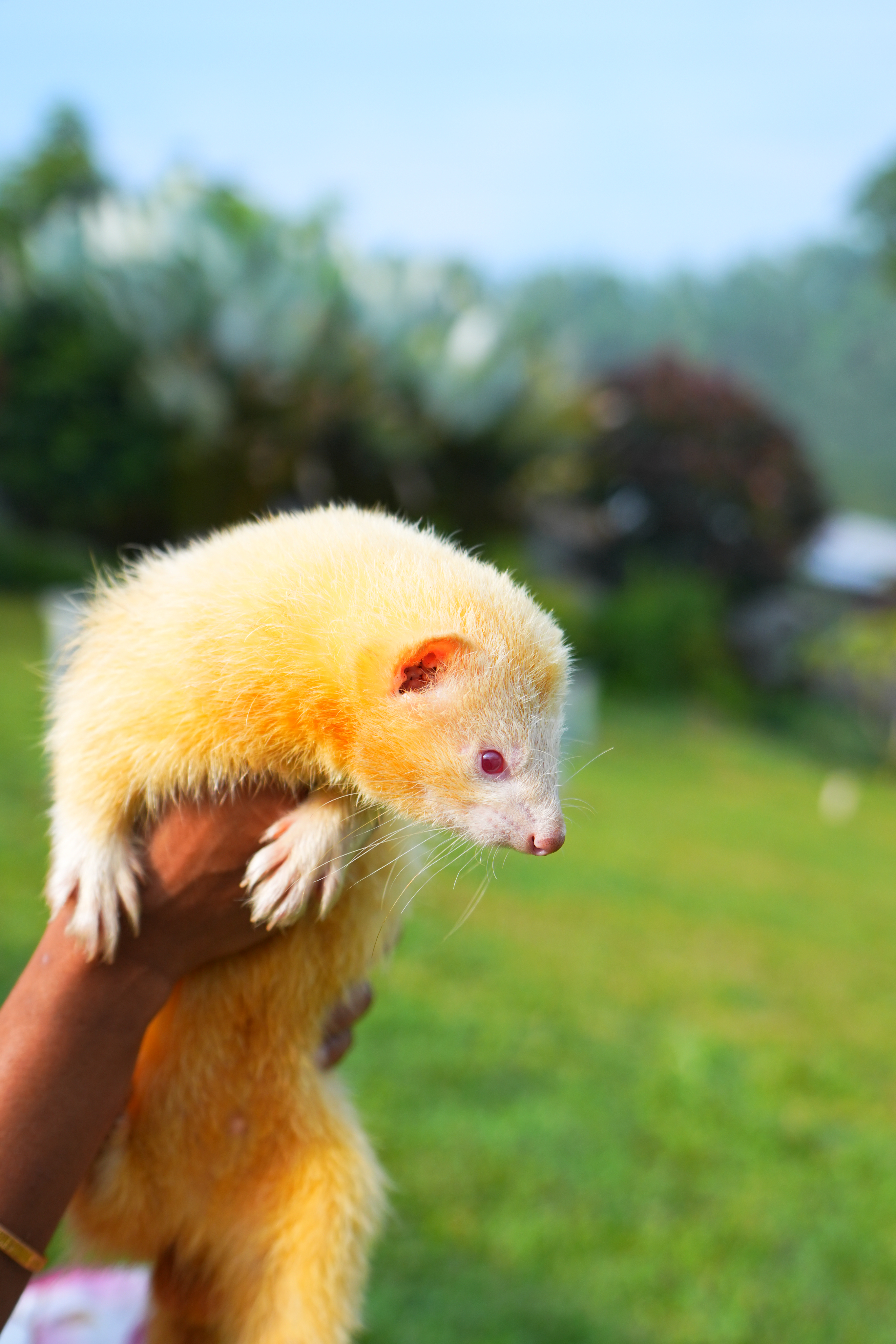 Ferret at Flora & Fauna