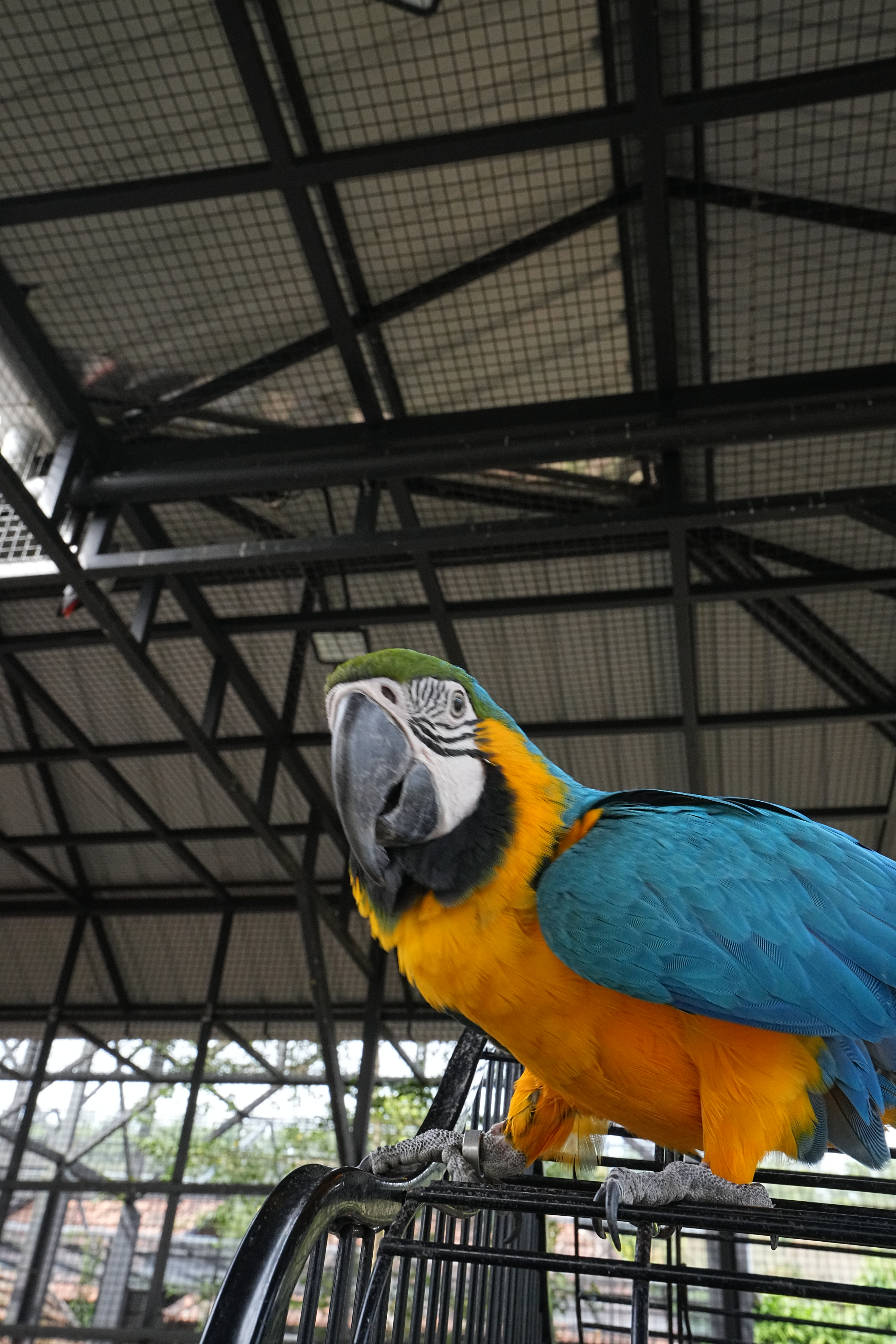 Macaw at Flora & Fauna