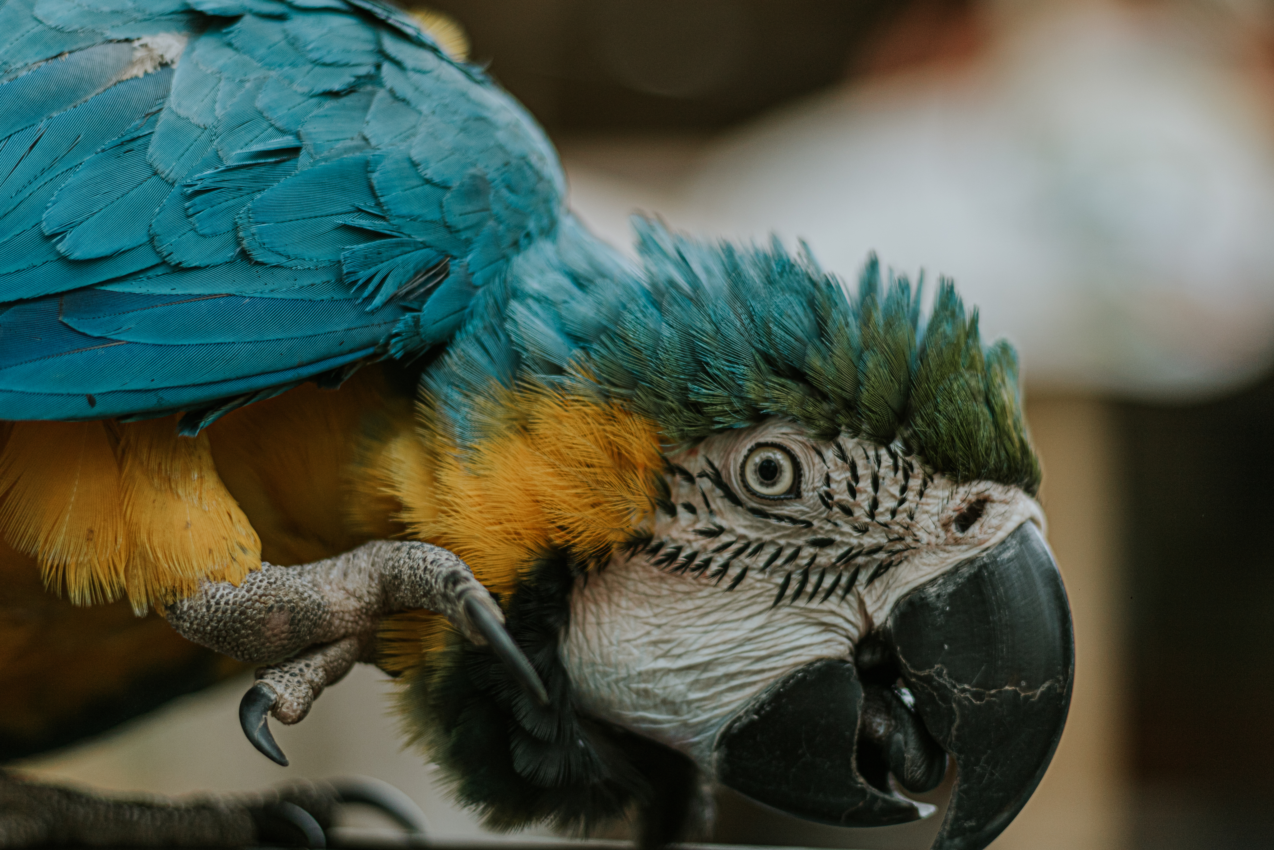 Blue and yellow macaw