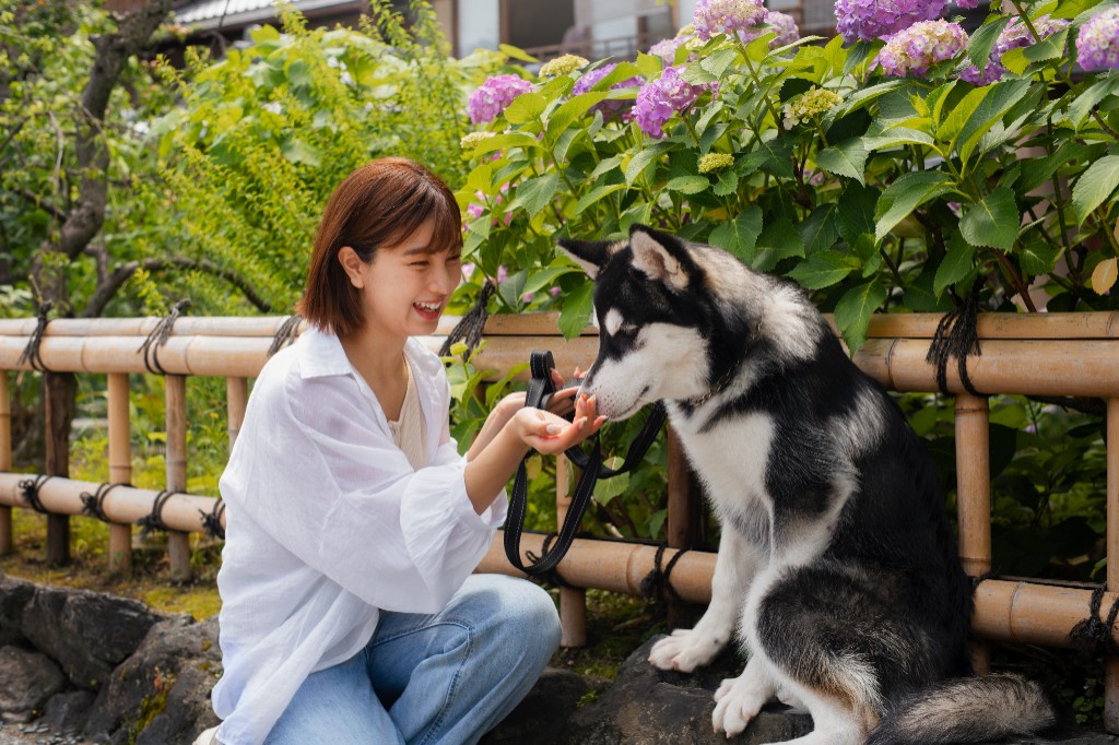 Guest with a husky at Flora & Fauna
