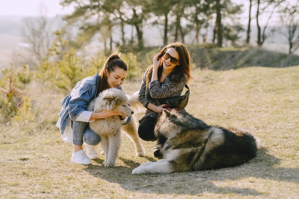 Guests playing with dogs at the park